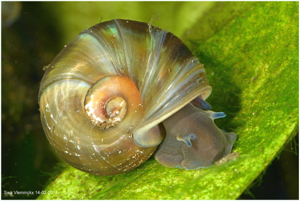 Planorbarius corneus (Linnaeus, 1758) © Swa Vleminckx