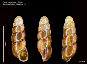 Aiguillette de Bayonne - Platyla cryptomena © SLEM