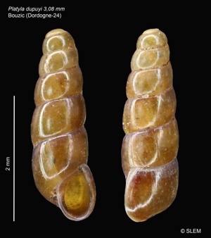 Aiguillette de Dupuy - Platyla dupuyi © SLEM