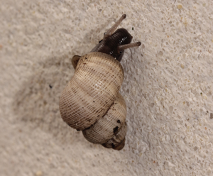 Elégante striée - Pomatia elegans © P. Duboc