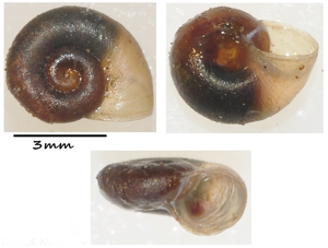 Planorbine américaine - Menetus dilatatus © David Naudon
