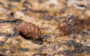 Maillot pygmée - Pupilla triplicata © D. Naudon