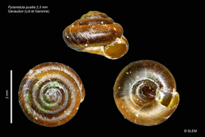 Pyramidule commun - Pyramidula pusilla © SLEM