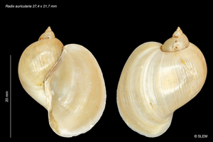 Radix auricularia © SLEM
