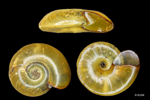 Planorbine cloisonnée - Segmentina nitida © SLEM