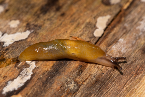 Malacolimax tenellus © David Naudon
