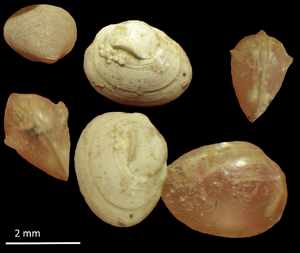 Pisidie des gardons - Euglesa henslowana © P. Duboc
