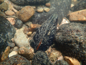 Margaritifera margaritifera © Ellen Le Roy