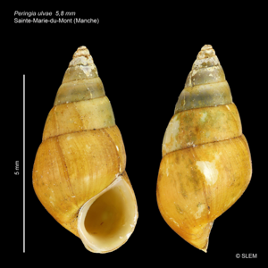 Peringia ulvae © SLEM