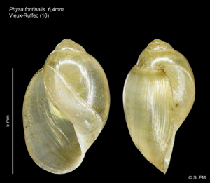 Physa fontinalis © SLEM
