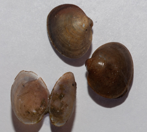 Cyclade de la vase - Sphaerium lacustre © D. Naudon