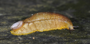 Testacella haliotidea Draparnaud, 1801 © D. Naudon