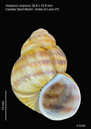 Viviparus viviparus © SLEM