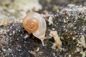 Vallonie trompette - Vallonia pulchella © D. Naudon