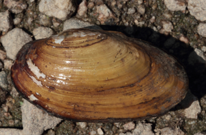 Mulette méridionale - Unio mancus © P. Duboc